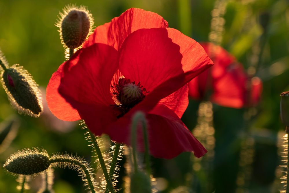 Фотография автора Наталья Липовская