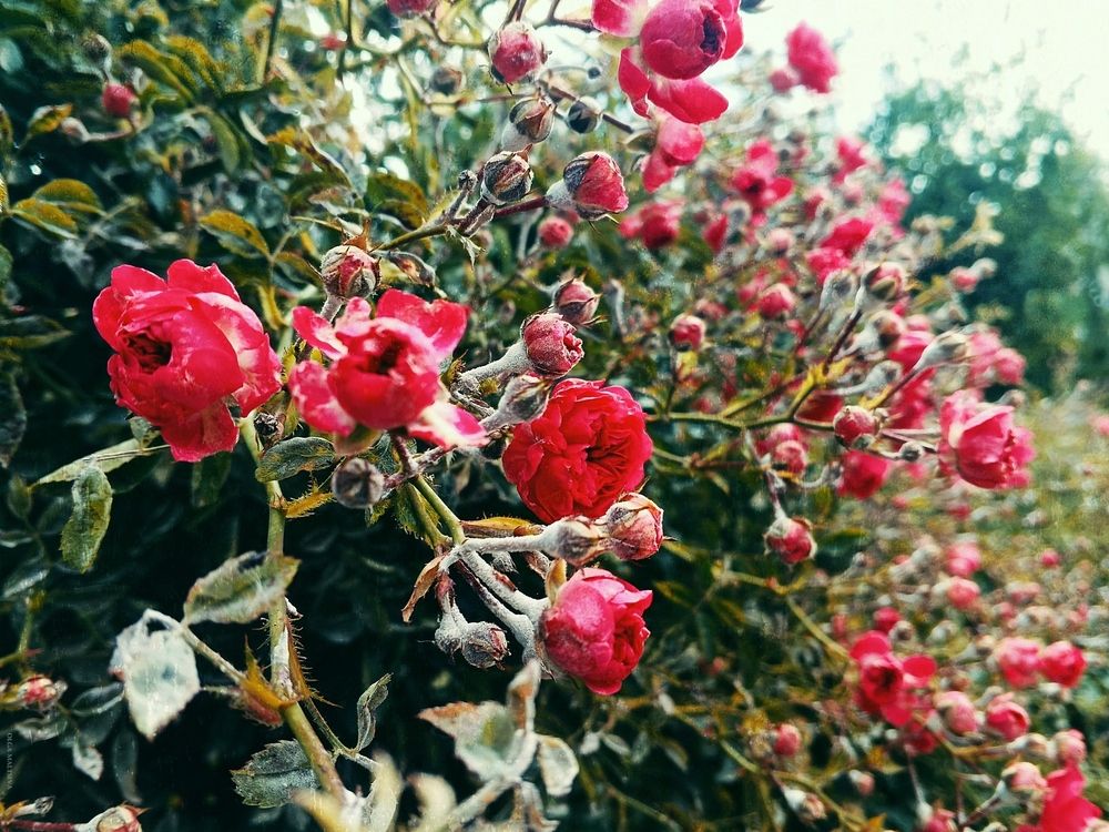 Photograph by Ольга Мальцева