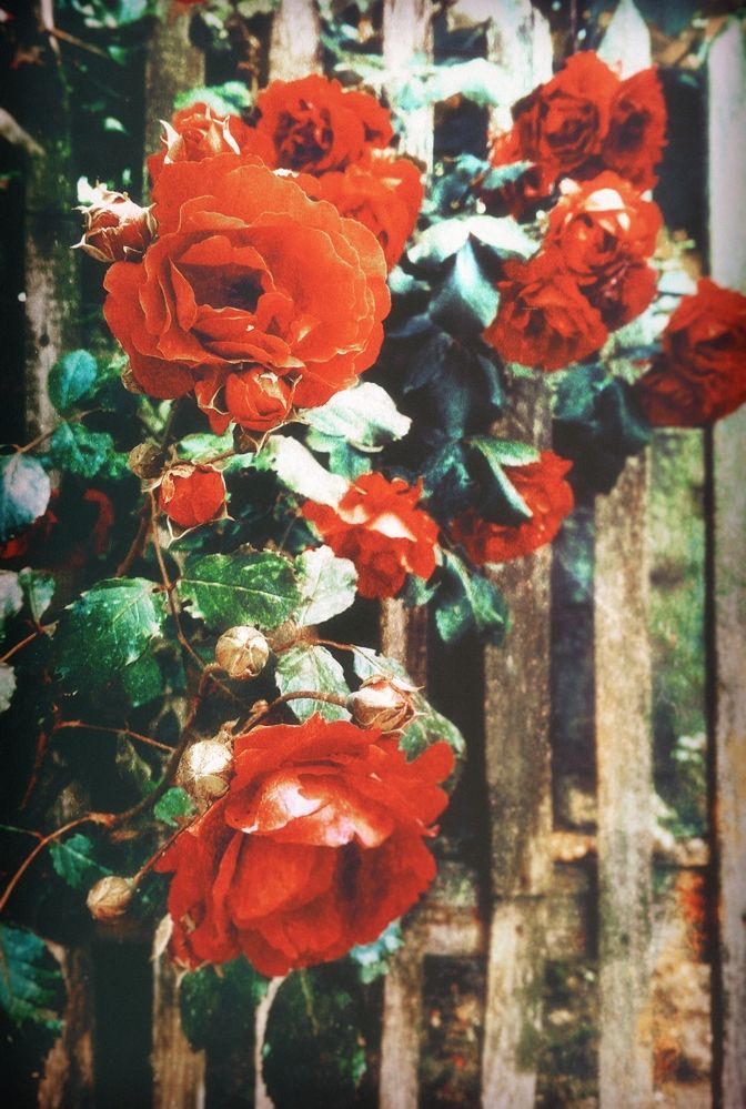 Photograph by Ольга Мальцева