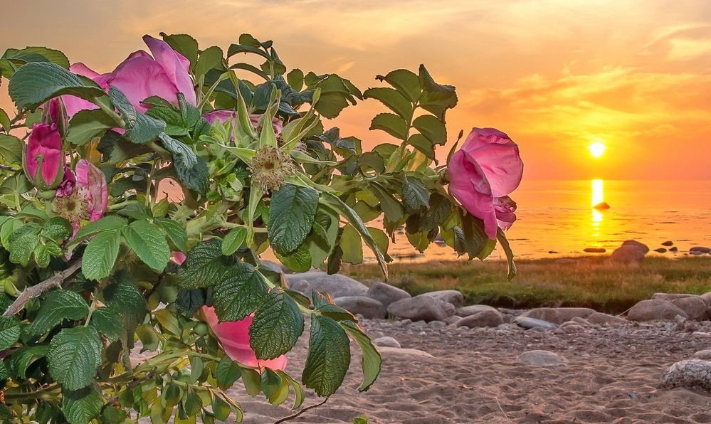 Photograph by Смирнов Валерий