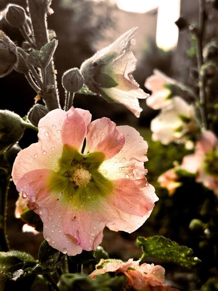 Фотография автора IRA CHUDAKOVA