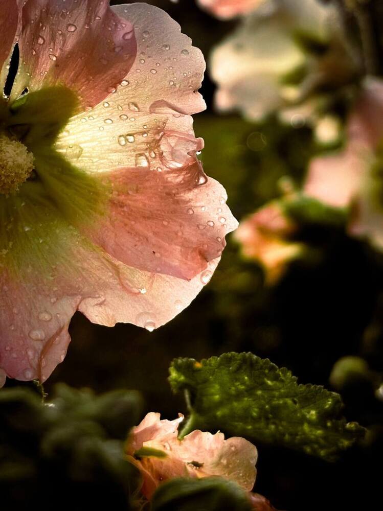 Фотография автора IRA CHUDAKOVA