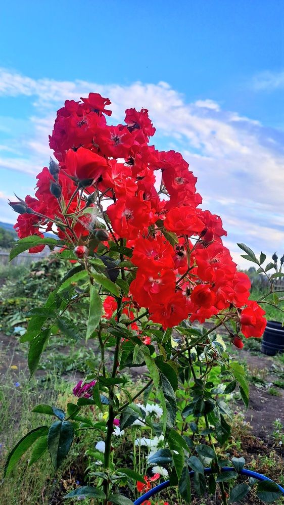 Photograph by Николай Худяков