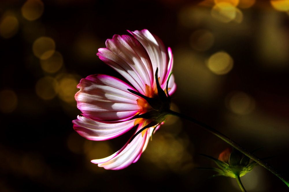 Ночная космея