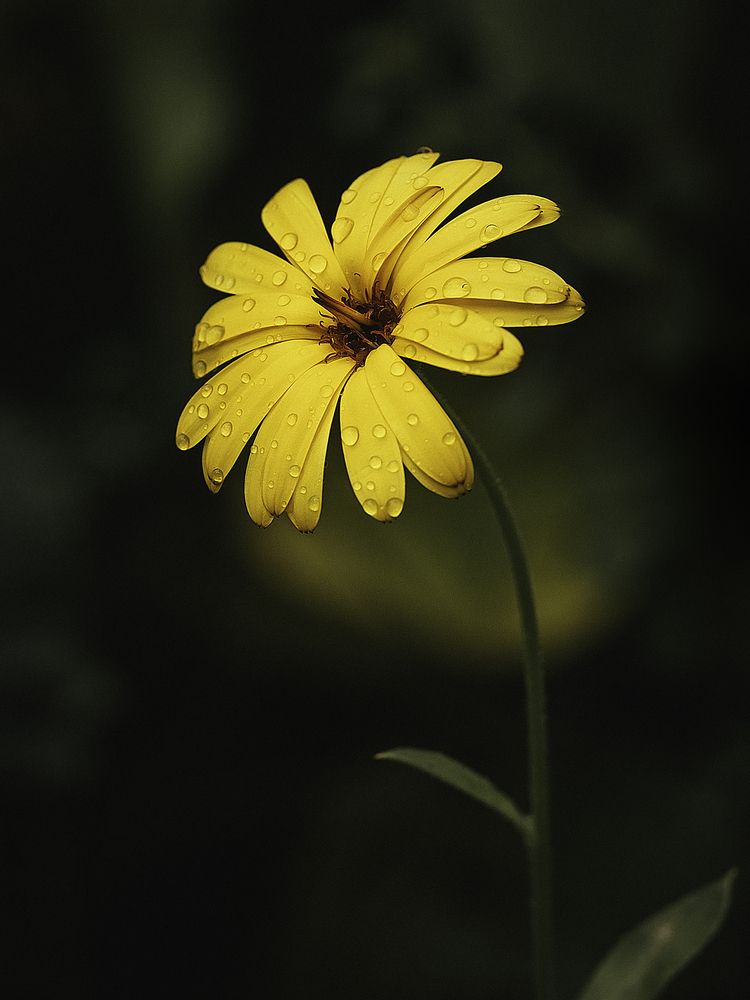 Photograph by Anna Sindikayeva