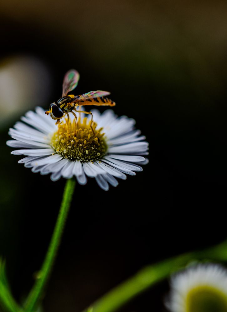 Фотография автора Mutsuaki