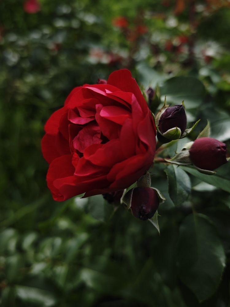 Photograph by Кристина Куликова