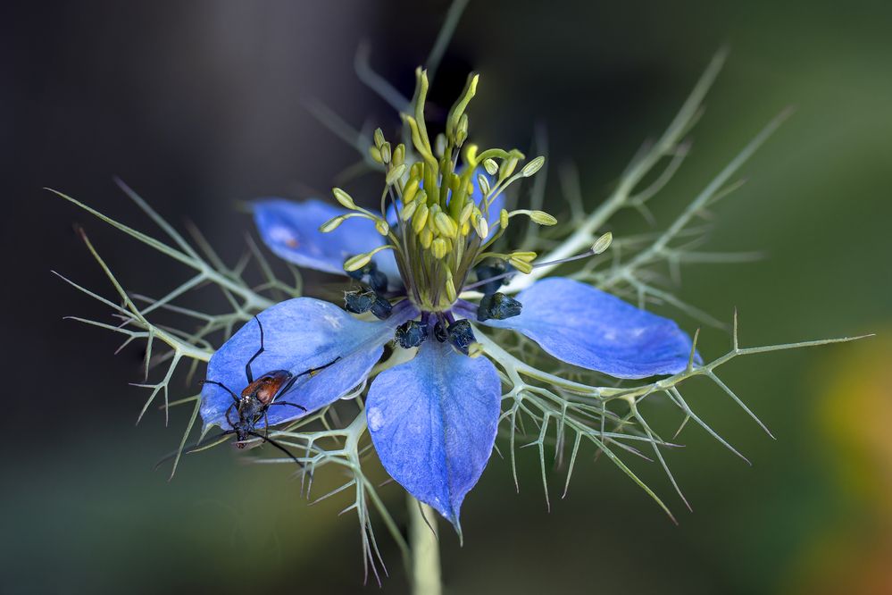 Photograph by Jiří Hakauf