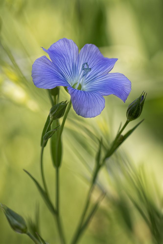 Photograph by Jiří Hakauf