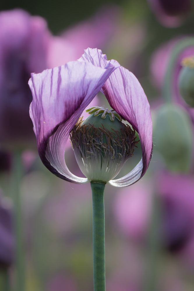 Photograph by Jiří Hakauf