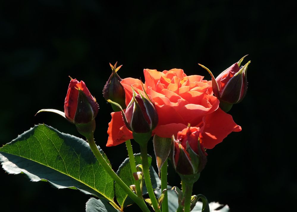 Фотография автора Наталья Липовская