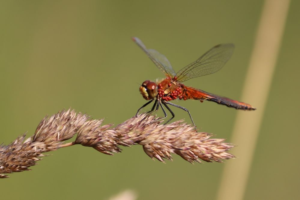 Photograph by Владимир Перминов