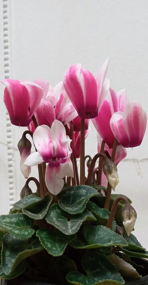 Violeta de los alpes