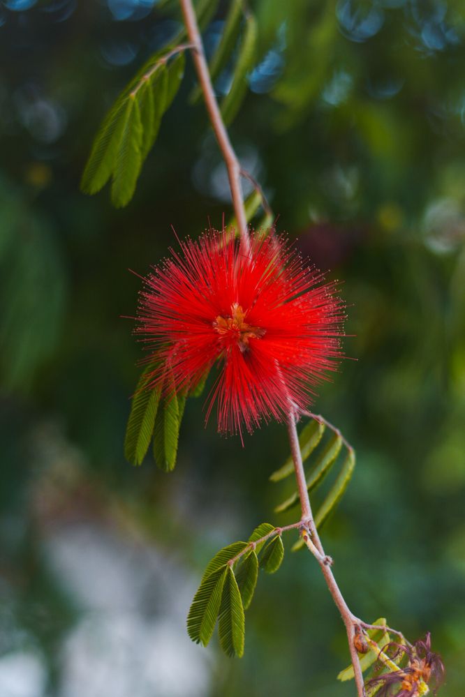 Photograph by Mina Mamdouhi