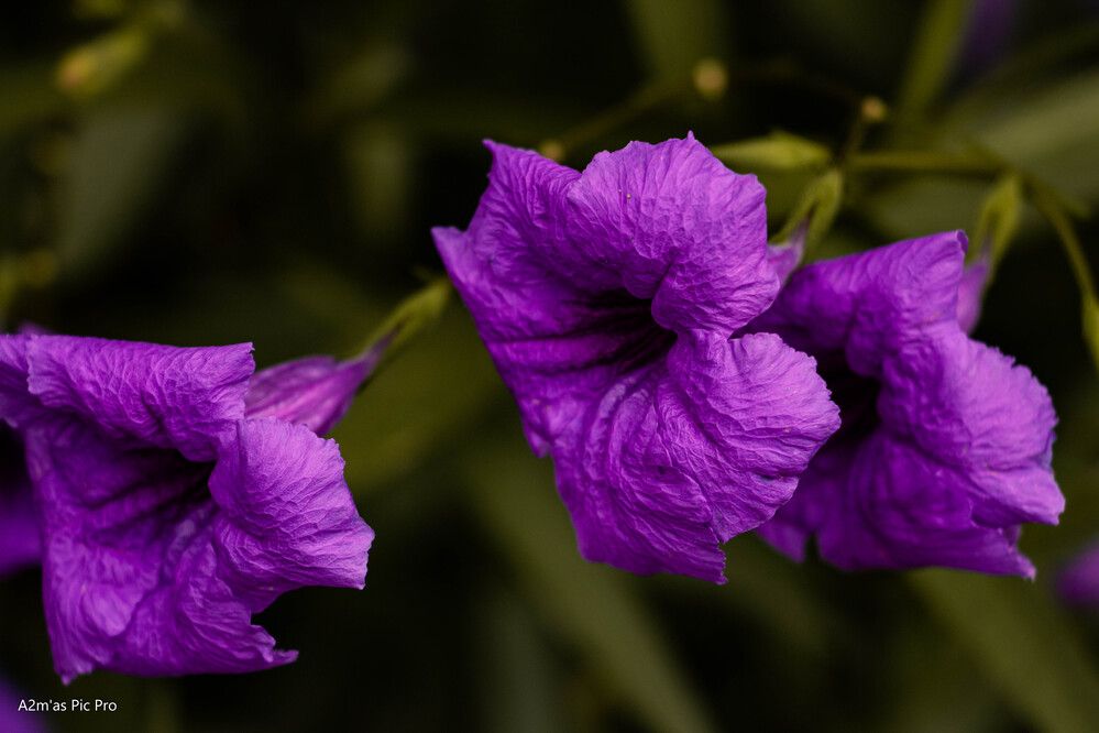 Photograph by Olladikpo Addemas_pic_pro