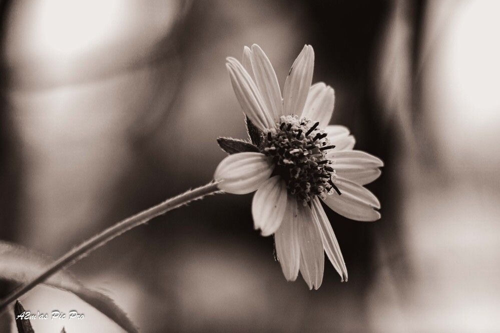 Photograph by Olladikpo Addemas_pic_pro