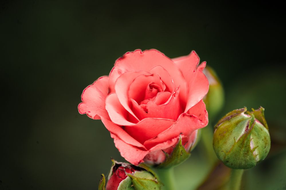 Фотография автора Тагир Должиков