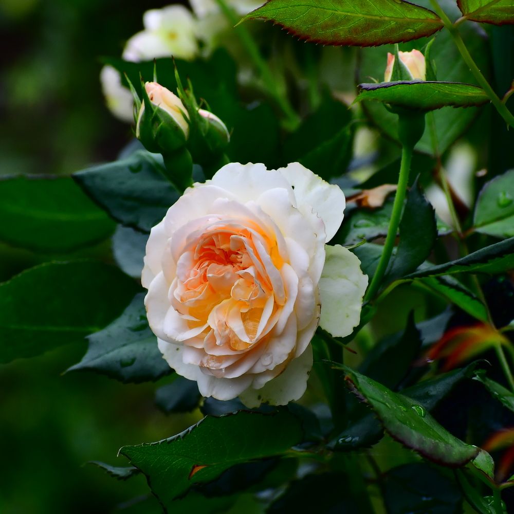 Photograph by Николай Абакумов