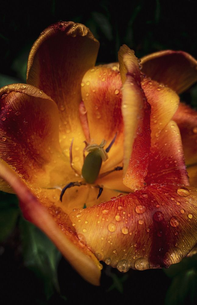 Photograph by Светлана Гошарова