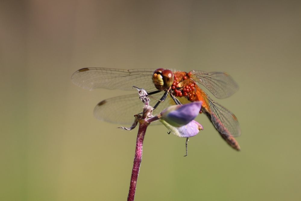 Photograph by Владимир Перминов