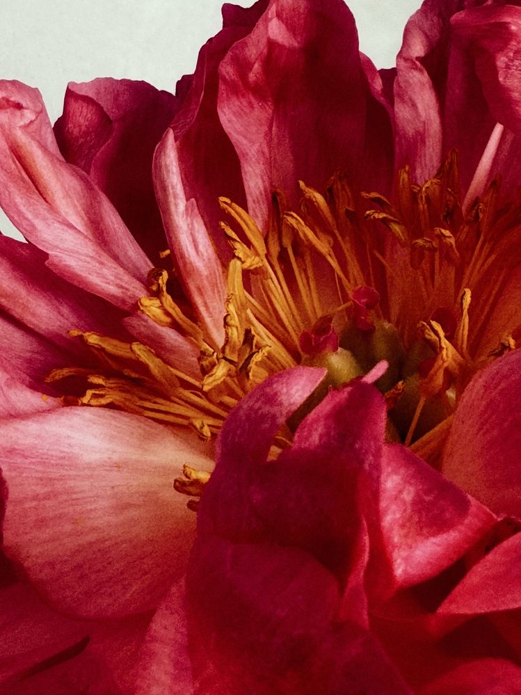 Photograph by Жанна Колесникова