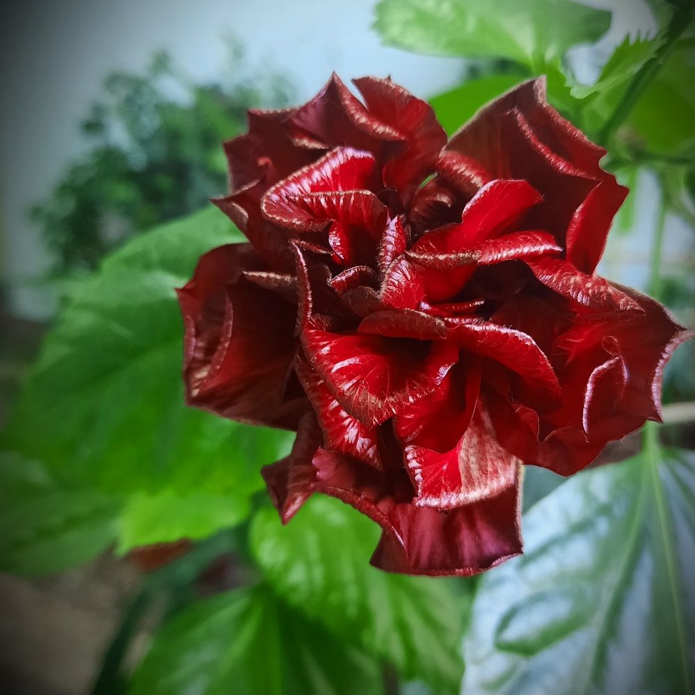 Красота в увядании