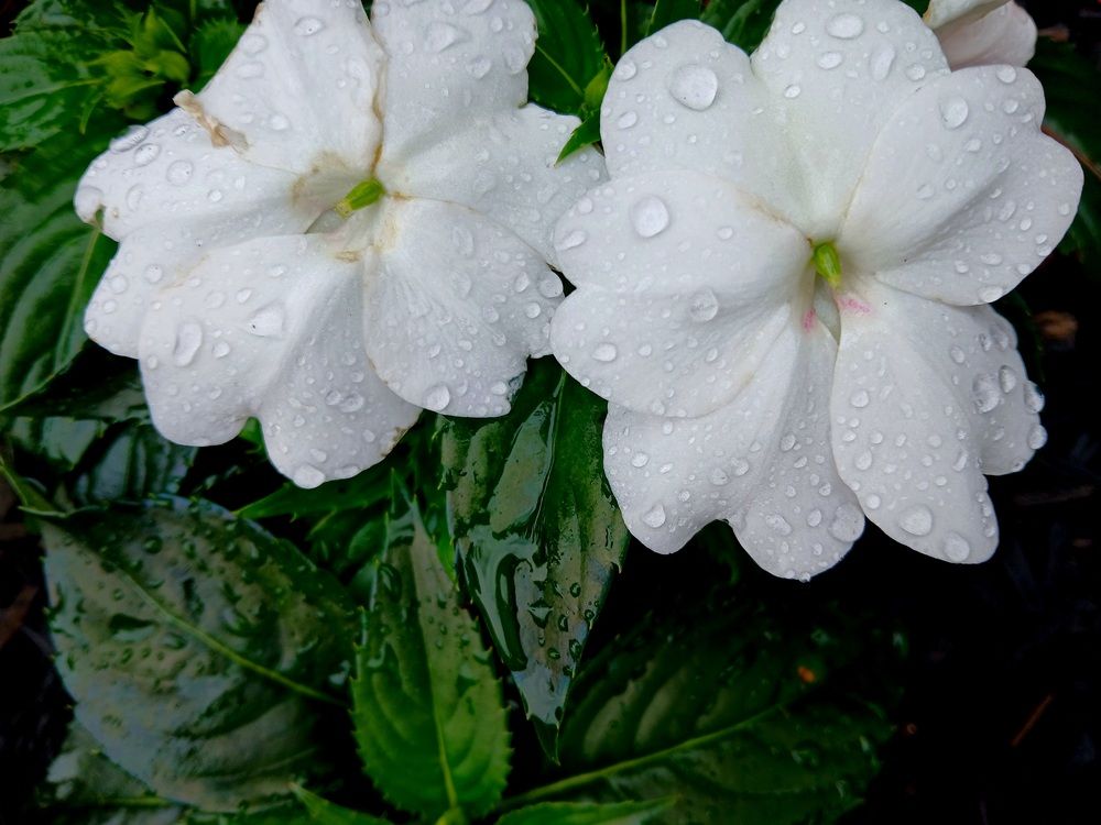 Фотография автора Adriana Rocha