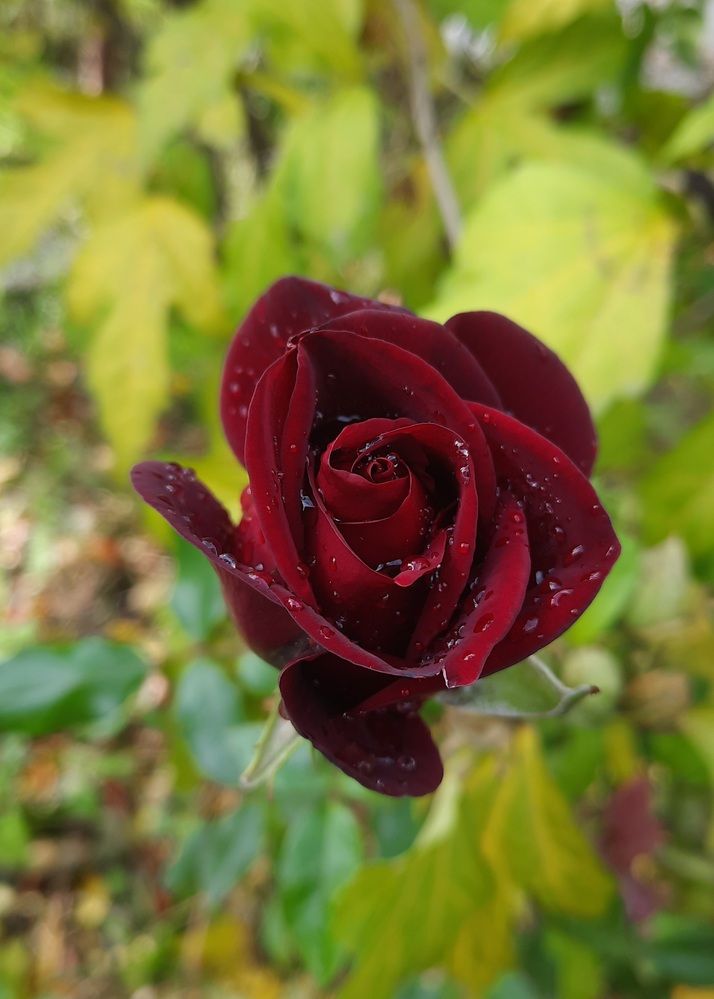 Photograph by Милана Кадиева