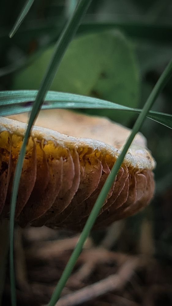 Photograph by Елена Гунько