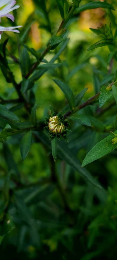 Photograph by Виктория Иорданова