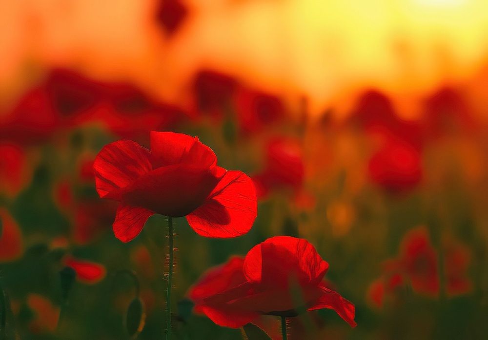 Photograph by Владимир