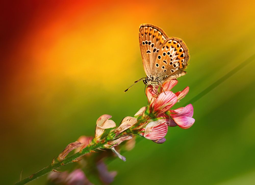 Photograph by Владимир