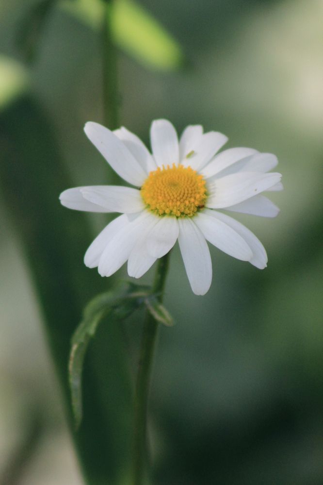 Ромашковое настроение...