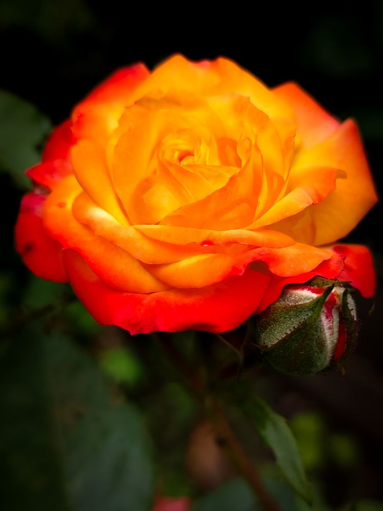 Photograph by Любовь Коровацкая