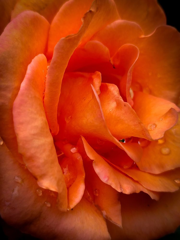 Photograph by Любовь Коровацкая