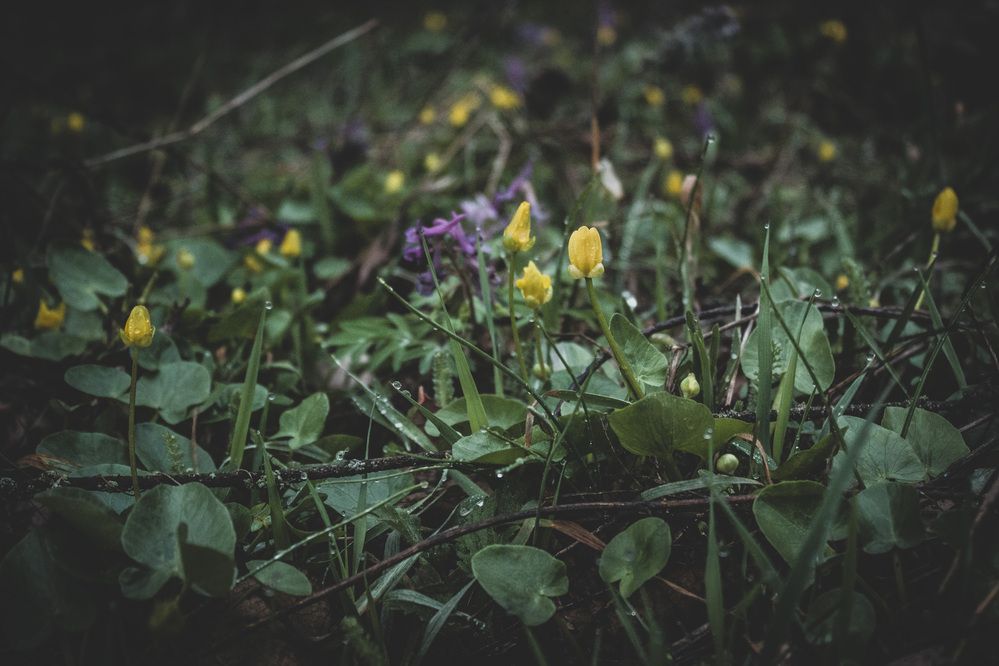 Photograph by Галчонок Ахмерова