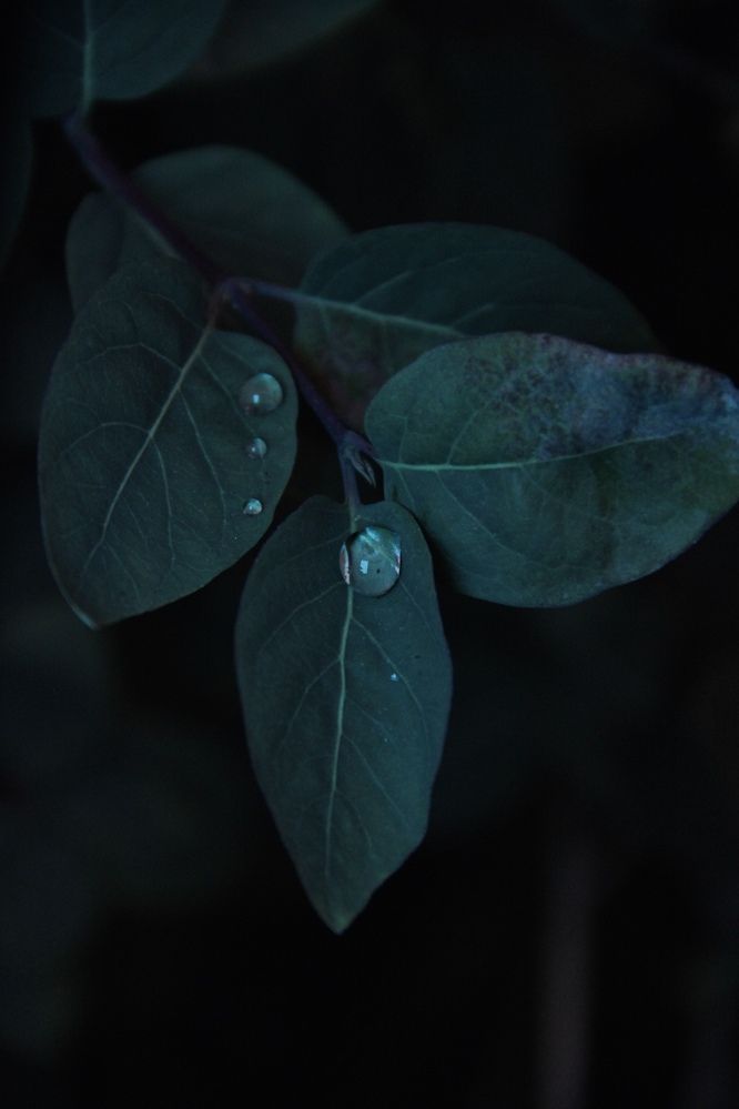 Фотография автора Эльза Завьялова