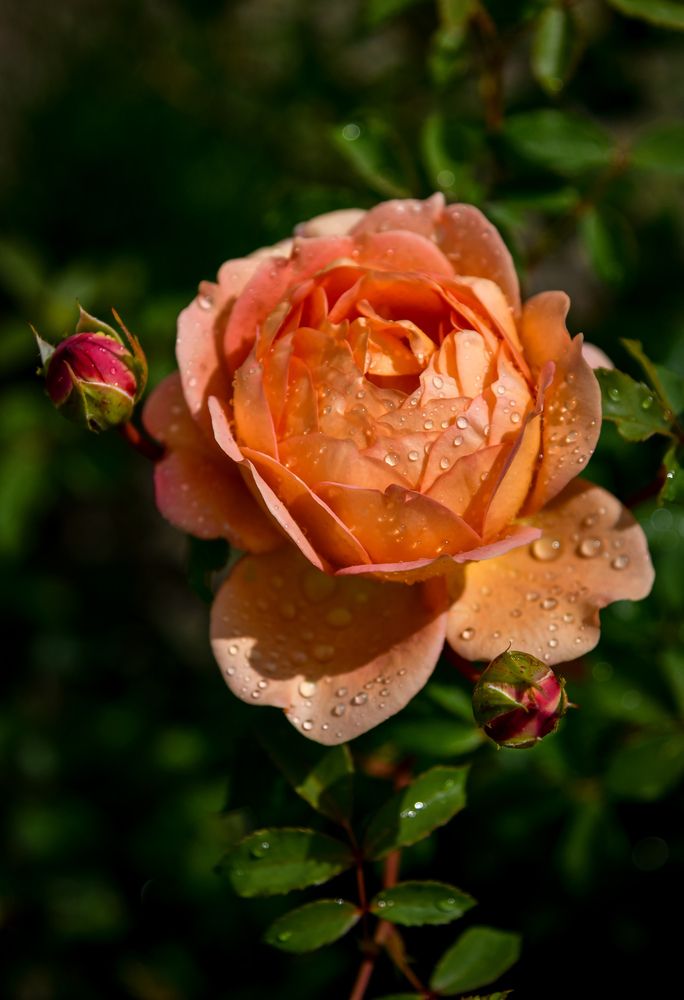 Photograph by Денчук Наталья