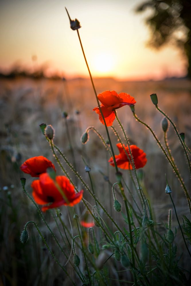 Photograph by Денчук Наталья