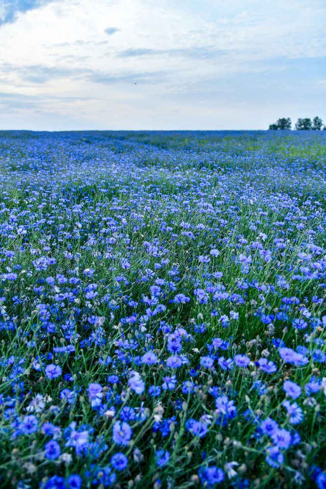 Photograph by Денчук Наталья