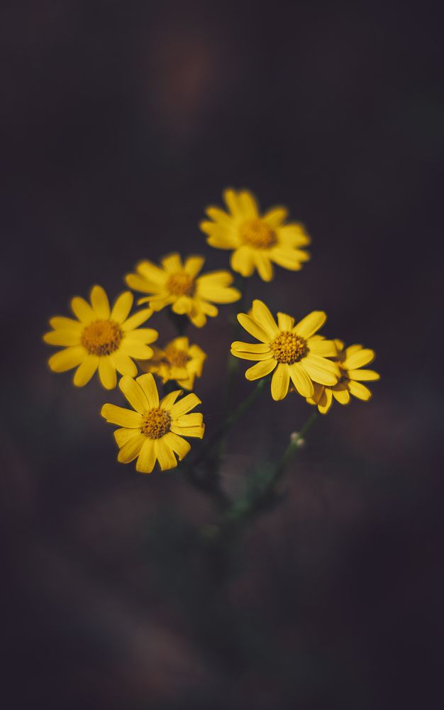 Photograph by Ольга Глущенко