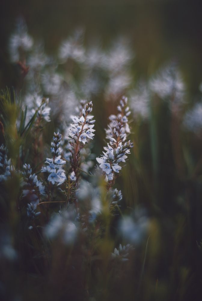 Photograph by Ольга Глущенко