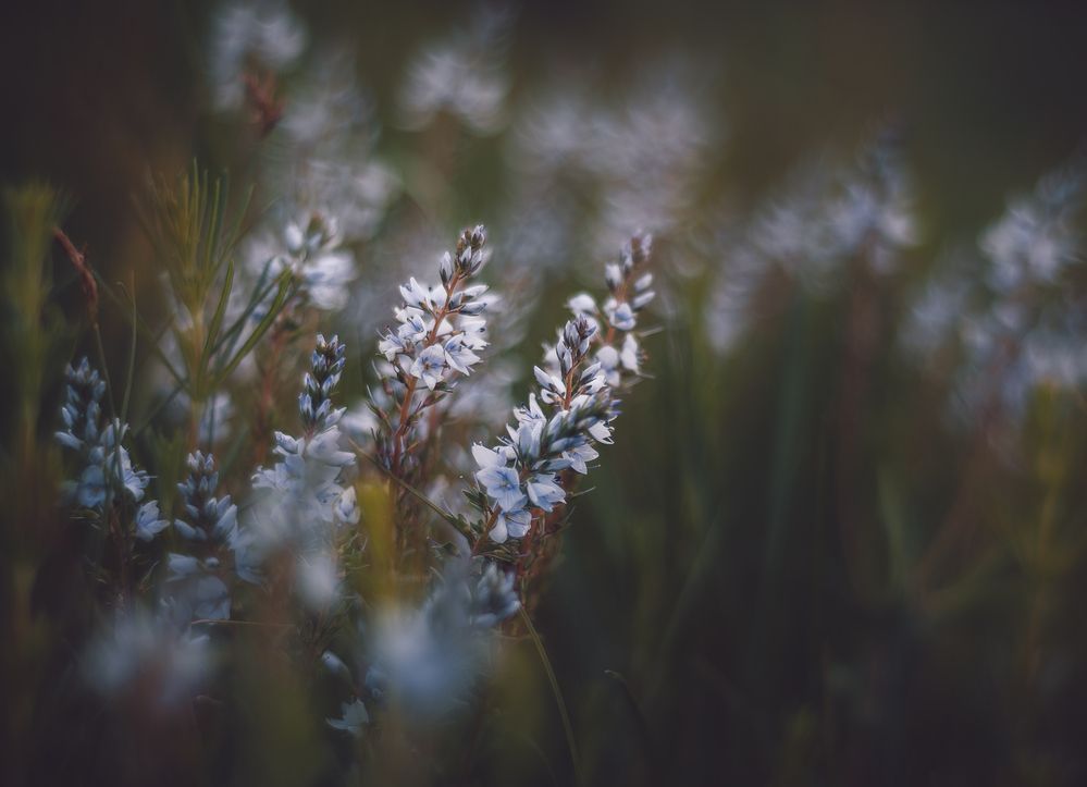 Photograph by Ольга Глущенко