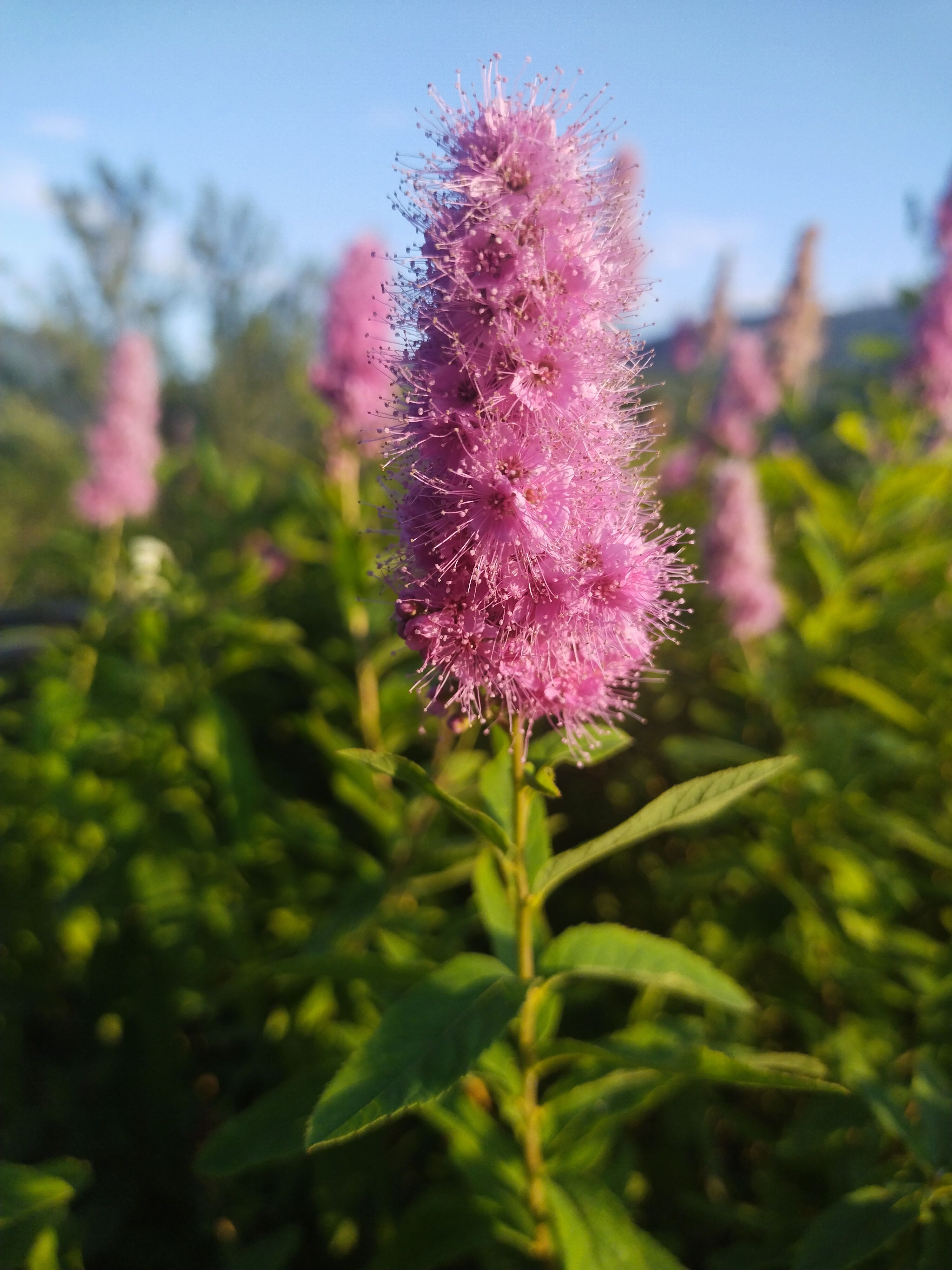 Фотография автора Мария Клеба