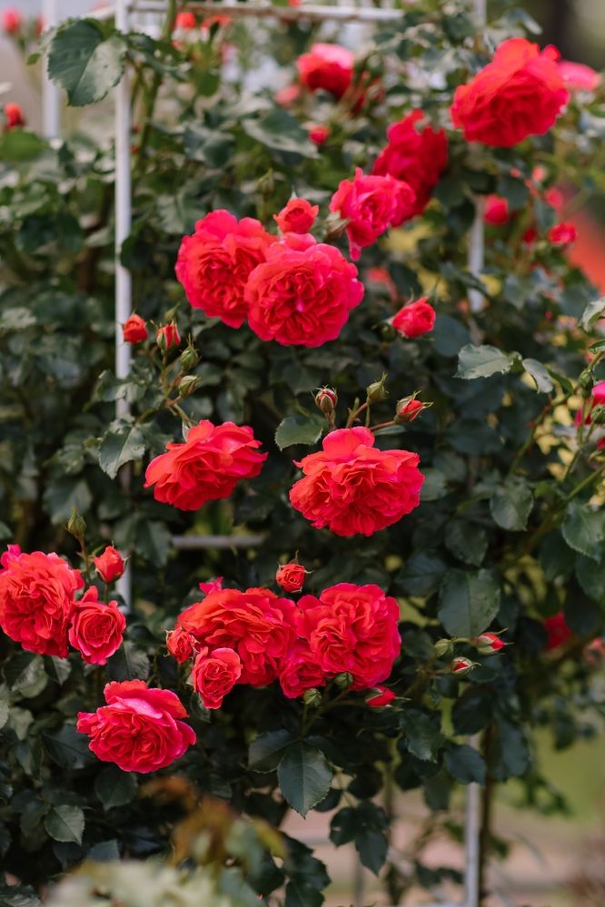 Photograph by Ольга Денисёнок