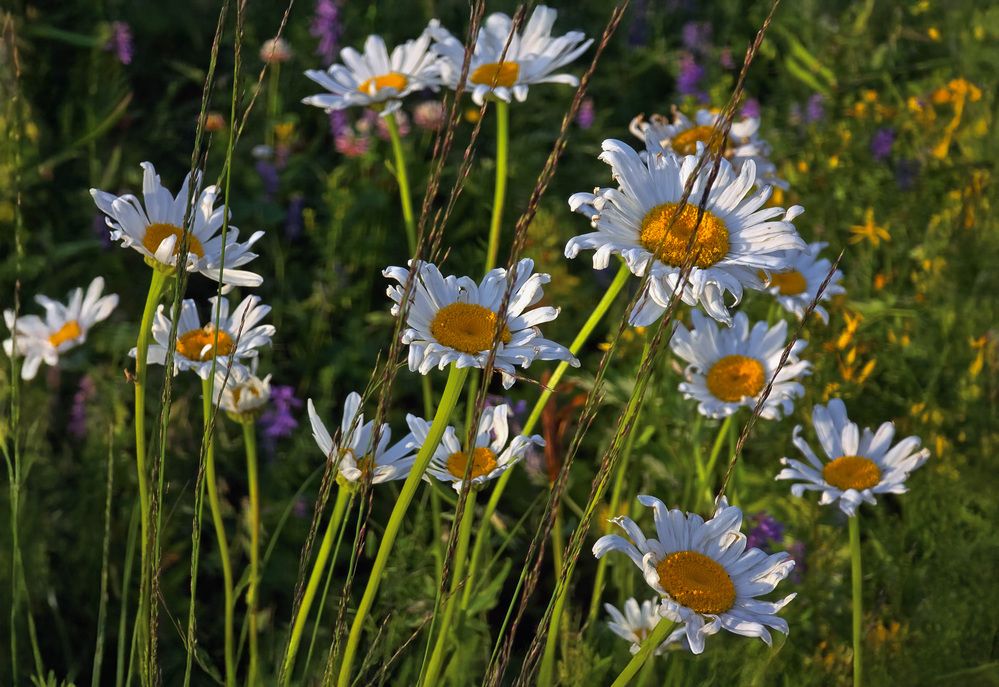 Photograph by Галина Искандарова