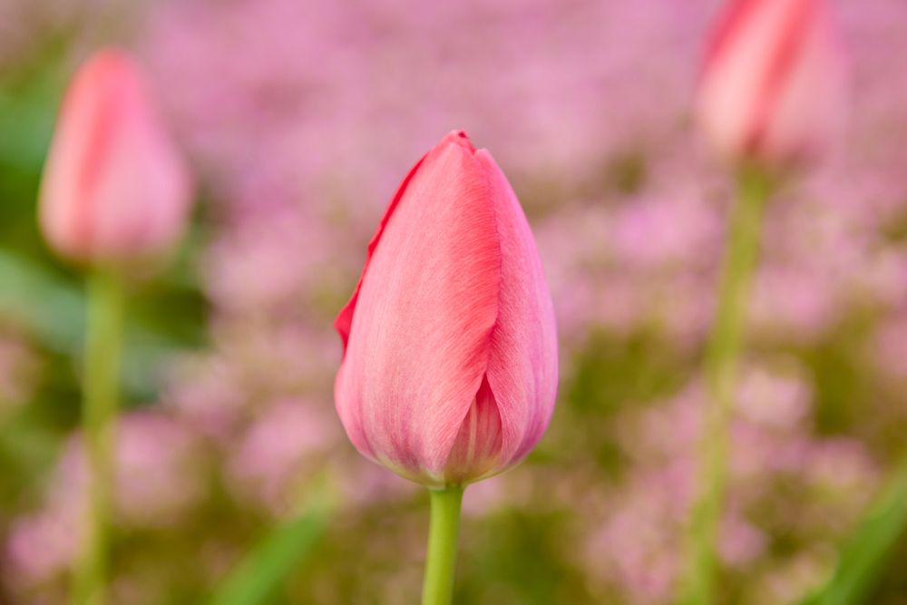 Photograph by Николай Голованов