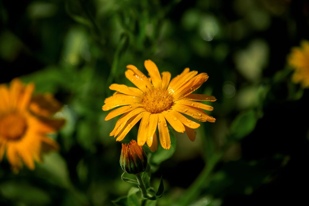 Photograph by Евгений Авдеев