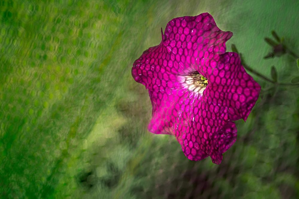 Photograph by Kveta Novotna