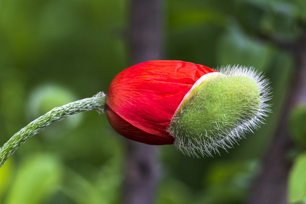 Photograph by Sergey Tsubanov